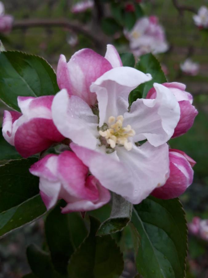 וילאנדרו Schweiggerhof -Agriturismo- Farm Holidays מראה חיצוני תמונה